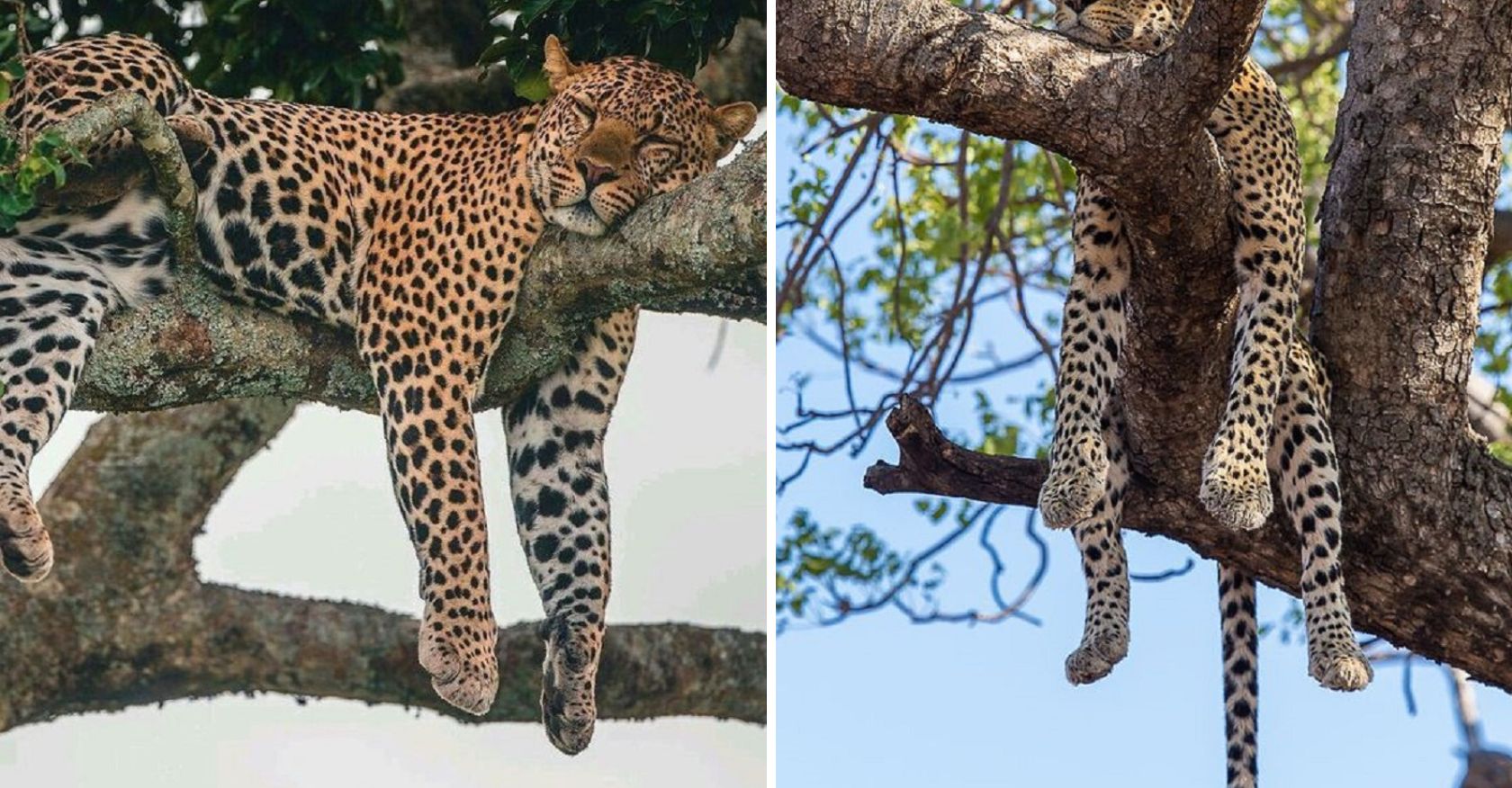 Sleeping Aloft: The Fascinating Habit of Jaguars